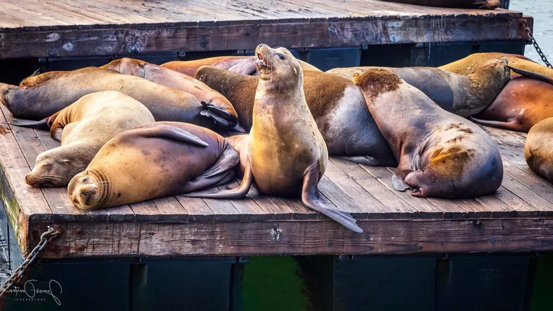 Seelöwen ruhen sich am K-Dock von PIER 39 aus